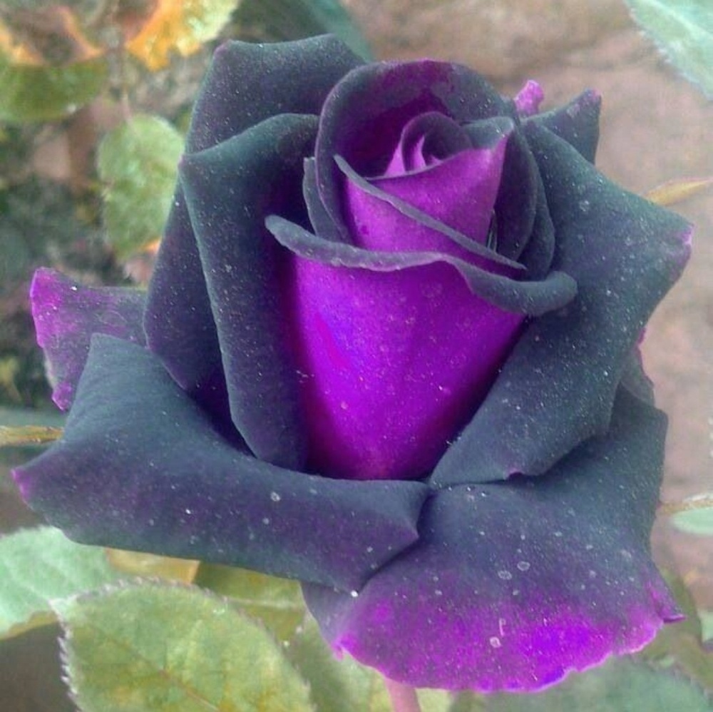 Meet your Posher, Rosa